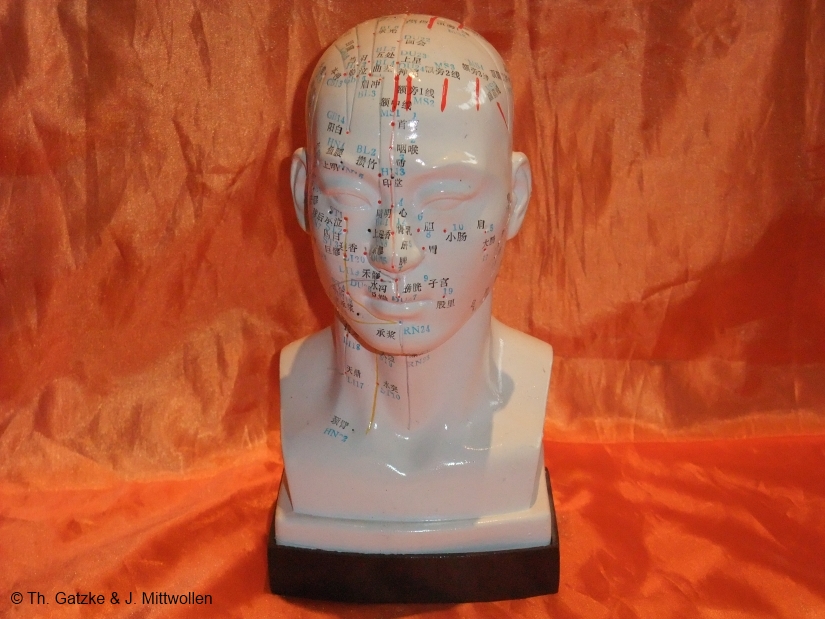 Akupunktur Modell Kopf